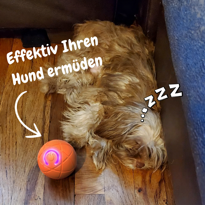 ✨Neuerscheinung 2025 – 50 % Rabatt – Hüpfball für Katzen 🐱 und Hunde 🥰